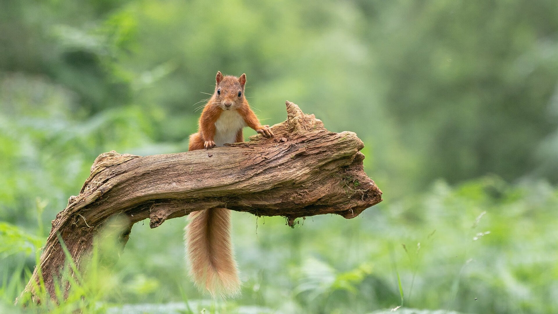 乐鱼体育app入口-大卫·波波维奇完美入水引爆全场，大卫 波波维奇